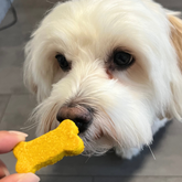 Kumpel-Kekse Kurkuma